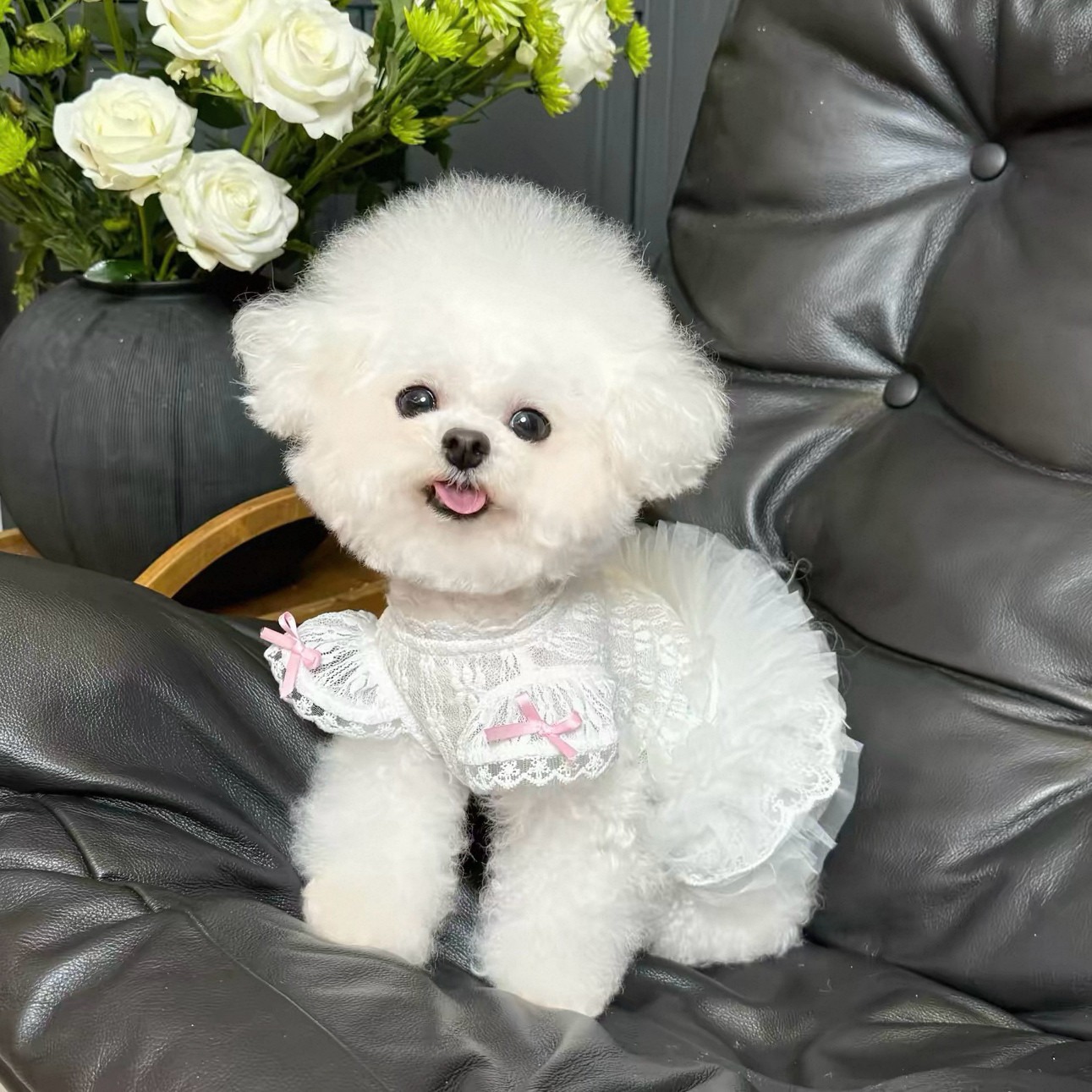 2026 Princess Style Pet Dress  - Lace Teddy Lingerie 리뷰 및 가격