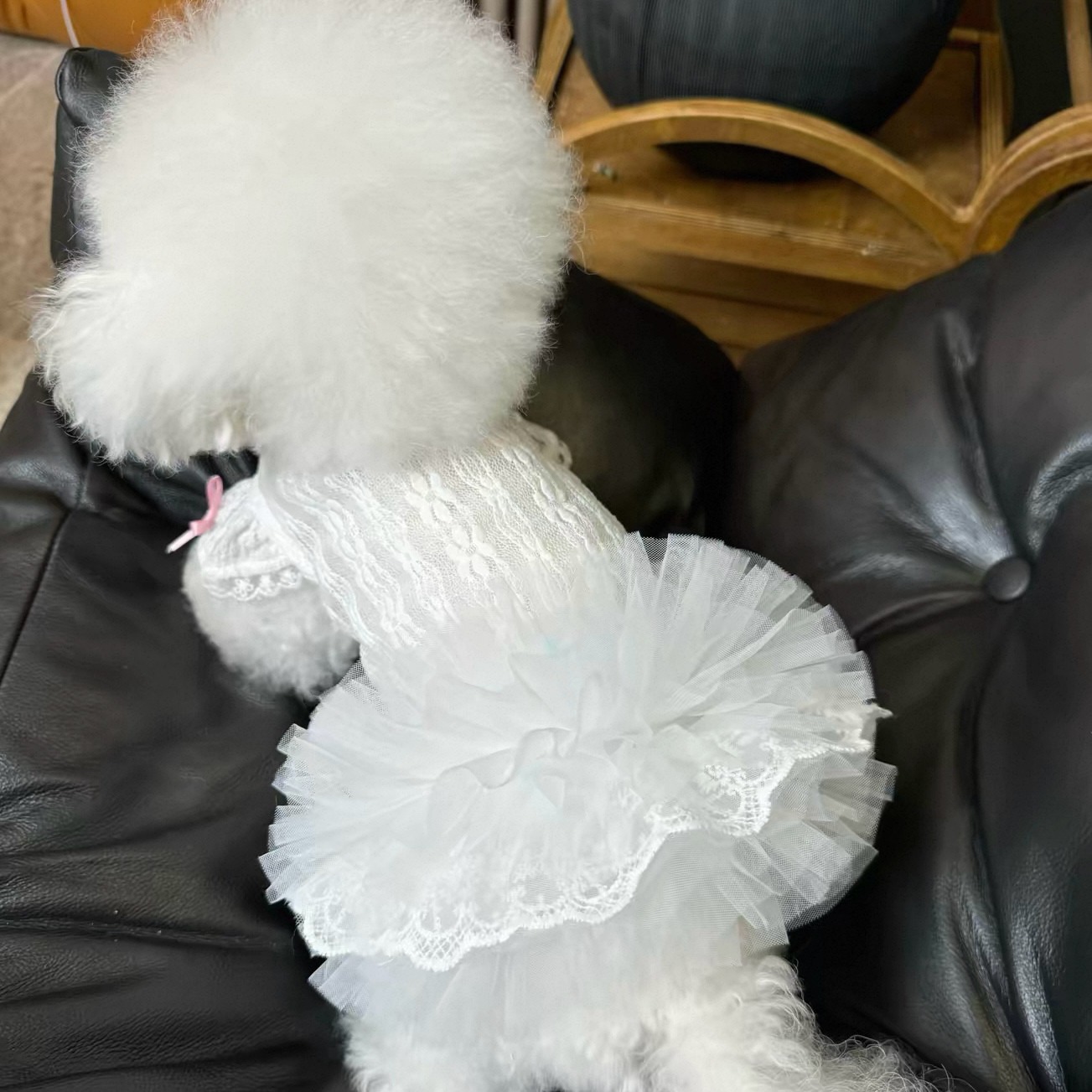 2026 Princess Style Pet Dress  - Lace Teddy Lingerie 리뷰 및 가격