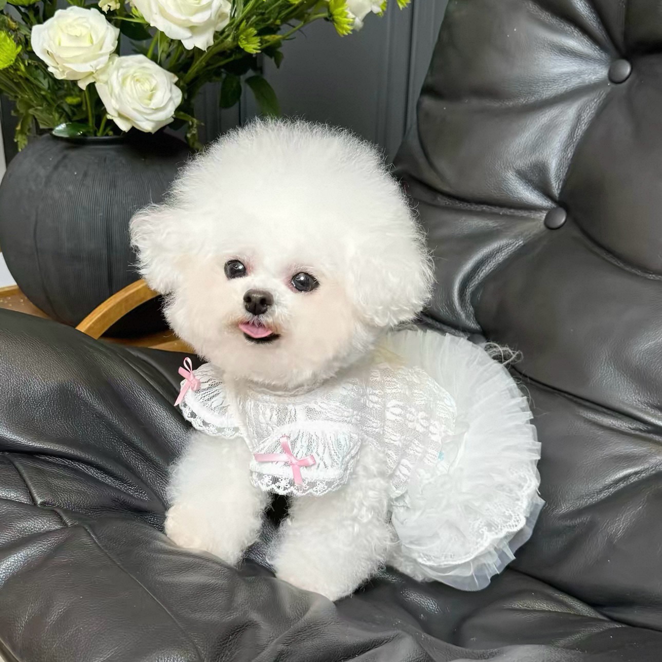 2026 Princess Style Pet Dress  - Lace Teddy Lingerie 리뷰 및 가격